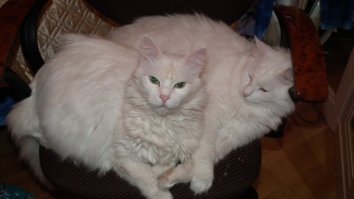 Глухие коты это другой мир,очень сложно привыкнуть.

зы. глухой тот что слева;)