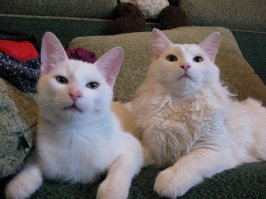 Вот мои, оба глухие с рождения, справа отец, слева его сын. Бегают по дому как слоны, они прекрасно понимают что мы слышим и спецом шумят чтоб привлечь наше внимание, разборки между собой происходят в полной тишине. Пылесоса не боятся, напротив, тот что сын требует чтоб его пылесосили :)