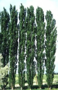 А если бы тополями, так ряда в три засадить, или не получилось бы?