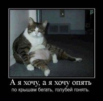 Толстенький кот Скрафлс так хорош, что цыпы не могут устоять и любуются им