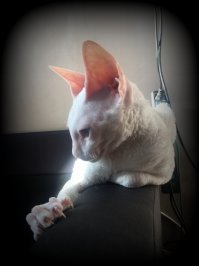 Еще фотка моей ласковой, но сторожевой девочки в режиме покоя: