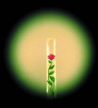 Киево-Печерская лавра. Там музей миниатюр был. (Может, и сейчас не разграбили). Там и блоха с подковой, и корабли под микроскопом... много всего интересного. Вот, к примеру, роза внутри отшлифованного волоса человека.