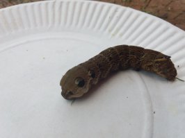 В прошлом году подобрали на даче такое существо, как раз на зимовку собиралось. И вот что получилось весной :)