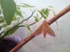 В прошлом году подобрали на даче такое существо, как раз на зимовку собиралось. И вот что получилось весной :)