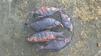 В коптильне, была нежно-золотистого цвета. На воздухе, потемнела зараза. Но все равно, вкусно. )))
