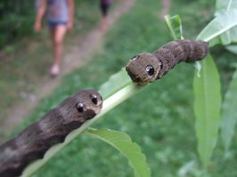 На стеблях кипрея (Иван-Чай)  в Архангельской области такие же красотки встретились. Это мирное и красивое создание.