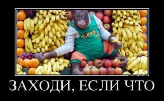 Обезьяны 9 дней кормили туриста, заблудившегося в джуглях Амазонки