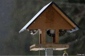 Тестирование кормушки?