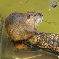 Я всё прощу даже Пирл Харбор  Японским милитаристам !
Дмитрий Лагунов , как брата прошу , "Жизнь в нутрии локомотива..."
Сука,зачем нутрия в локомотиве !
Мля почему жизнь в нутрии связана с локомотивом !
И какими концами ты нутрия и локомотив связаны !