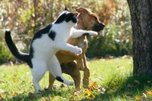 Как бездомные коты развлекаются в Японии