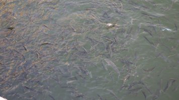 Агадир. Марокко. Сардины.