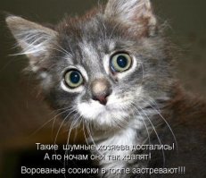 Кото-пост