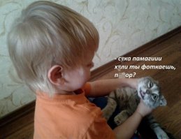 Как бездомные коты развлекаются в Японии