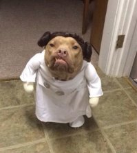 Дикие хозяева наносят ответный удар!