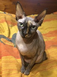 Моя девочка.Коммуникабельная,говорите ???О да!Не  будете знать,куды щемиться).Да не,хорошая на самом деле)))Сколько стоит-не знаю,муж подарил,коммерческая тайна,говорит)))