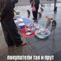 никакой организации совместных действий у котов. прям как дети малые. мои бы поступили так - одни подбегает и хватает самую здоровую рыбу и на лыжи, тесть бежит за ним с матюками, что бы отобрать рыбу, остальные моментом растаскивают всю оставшуюся рыбу. потом тот кто спи*дил самую здоровую спокойно выплёвывает рыбу и идёт на стрелку со всеми остальными котами где те <span style='color:gray'>[мат]</span> и охотно делятся с гуру рыбоворования рисковавшему своей шкурой ради кошачьего братства.