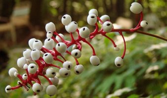 кукольный глаз или воронец толстоножковый