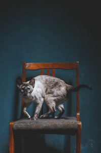 Моё чудовище.
Собираемся года через полтора к ней в пару взять корниша трехцветку.