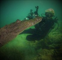 Хренасе. Похоже - гребнистый. Но молодой