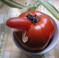 Китаец обнаружил клубнику внутри помидора