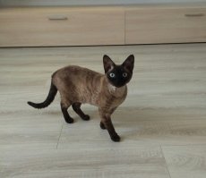 Мой Девон-рекс)