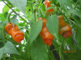 Удивительный мир растений