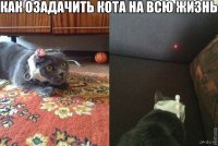Лазерная указка для кошек: веселье или опасность