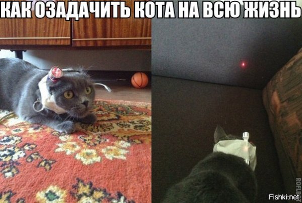 Лазерная указка для кошек: веселье или опасность