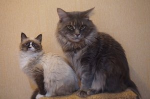 Мои два балбеса - кун и невский маскарадный котик.