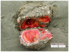 Автор литопсы это вот - 1 фото. А то что ты запостил (2 фото) - это Pyura (Pyura chilensis) - это съедобное морское животное является одним из видов класса асцидии (лат. ascidiacea), дальний родственник позвоночных. Pyura обладает уникальной особенностью: в их крови содержится ванадий, который они поглощают из морской воды. В Японии таких асцидий разводят на подводных плантациях, затем их собирают и сжигают, получая золу, в которой ванадий содержится в более высокой концентрации, чем в руде некоторых месторождений.