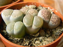 Автор литопсы это вот - 1 фото. А то что ты запостил (2 фото) - это Pyura (Pyura chilensis) - это съедобное морское животное является одним из видов класса асцидии (лат. ascidiacea), дальний родственник позвоночных. Pyura обладает уникальной особенностью: в их крови содержится ванадий, который они поглощают из морской воды. В Японии таких асцидий разводят на подводных плантациях, затем их собирают и сжигают, получая золу, в которой ванадий содержится в более высокой концентрации, чем в руде некоторых месторождений.