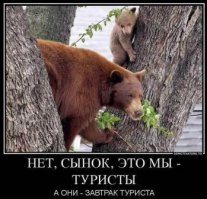 Повезло, так повезло: мужчина спасся от медведя, отогнав его криком