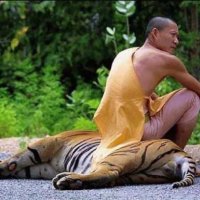 у тигра стальные яйца - сохранять спокойствие в такой обстановке