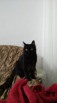 Мой Кися. Пол годика.