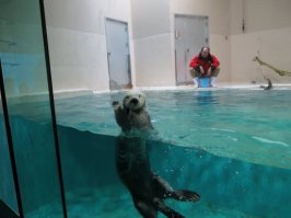 зачем этот поц гадит в ведро с кормом для каланов?