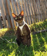 А это мой девон рекс.