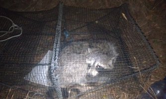 Ага, залез как-то ночью один в краболовку. 
Как залез сам, так сам и вылез. 
Но пофоткать мы успели. 

Это было единственное, что попалось в эту краболовку за месяц. :) 

А вообще, это хищники. 
Когда между собой дерутся за территорию - жесть! 
Вопли, кровища!
