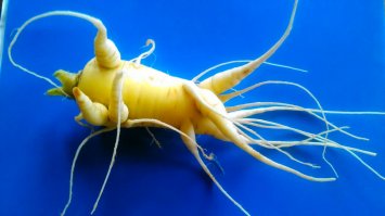 У нас такое выросло.