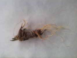 У нас такое выросло.