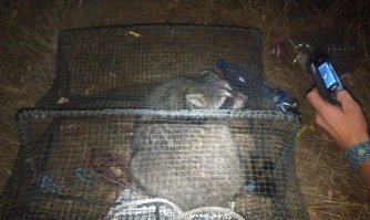 Ага, залез как-то ночью один в краболовку. 
Как залез сам, так сам и вылез. 
Но пофоткать мы успели. 

Это было единственное, что попалось в эту краболовку за месяц. :) 

А вообще, это хищники. 
Когда между собой дерутся за территорию - жесть! 
Вопли, кровища!