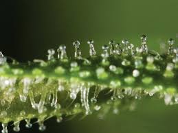 На сегодняшний день пожалуй это самое эффективное средство по борьбе с раком... Это не шутка.