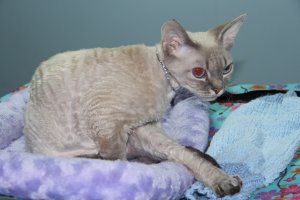 Девон-рекс. Но в посте несколько раз упоминается, что лысые или короткошерстные кошки гипоаллергенны. Это гон полный. Не бывает гипоаллергенных кошек. Если аллергия только на шерсть, то тогда да, с лысыми проще. Но аллергия чаще на кошачий белок. Любая кошка себя вылизывает, слюна остается на шерсти, в воздухе квартиры летают частицы от кожи, шерсти, испарения от туалета. Такому аллергику достаточно побыть в одной комнате с кошкой, чтобы получить приступ.