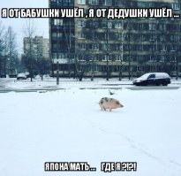 Прикольные картинки