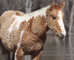 Необычная порода лошади   кучерявая забайкальская