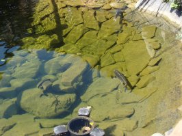 Анапа, тоже пруд между тротуаром и дорогой....