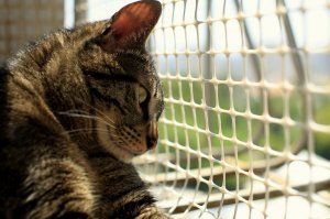 Вот мой кот,порода Двор-Чански.