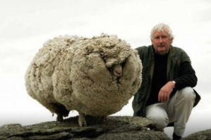 Природой то предусмотрено. 

Вот только всякие пони, мопсы, персидские коты и тому подобные живые игрушки это ни разу не природа, а результат селекции, проведённый для того чтоб получилось нечто прикольное. 

А то, что оно после этого в естественных условиях выжить не способно это незначительный (на полном серьёзе незначительный) побочный эффект. 

Подавляющее большинство одомашненных человечеством видов самостоятельно существовать не способны. 

Вот вам фоточка барана, который сбежал и 6 лет ныкался вдалеке от людей.