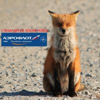 Требования к стюардессам в разных странах мира, и их результаты