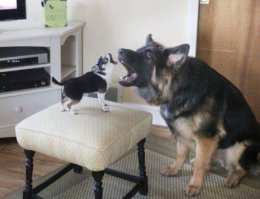 Веселые фотографии с животными, которые заставят вас улыбнуться