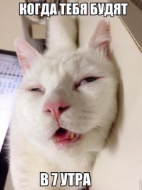 "Наглая морда".  Кто меня разбудил?